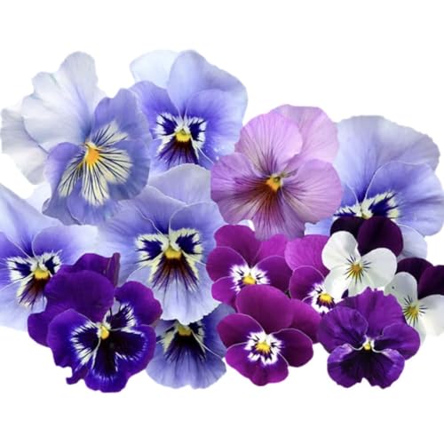 Nature's Violet Children | Stories About Flowers