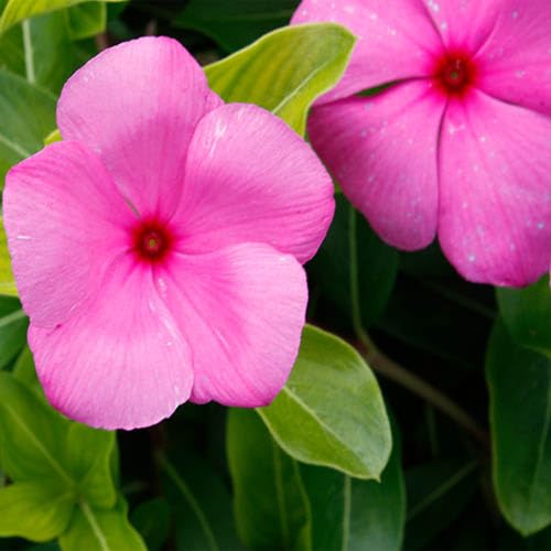 Outsidepride 25 Seeds Annual Vinca Periwinkle Cascade Lilac Ground Cover & Flower Seed for Planting