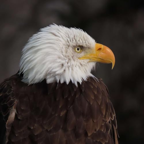 A list of Animals that came BACK from brink of extinction!