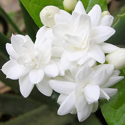 Arabian Jasmine Seeds Jasminum Sambac Fragrant Fast Growing Evergreen Climbing Shrub Ornamental Containers Bed Border Patio Garden Outdoor 50Pcs Flower Seeds By Yegaol Garden #TOP2
