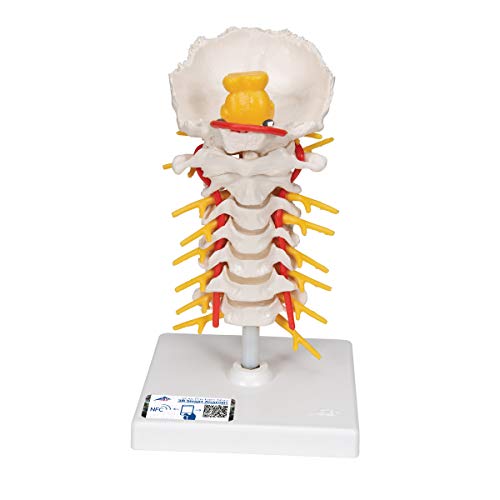 3B Scientific A72 Modelo Anatómico Humano - Modelo de Columna Cervical + App de anatomía gratuita - 3B Smart Anatomy