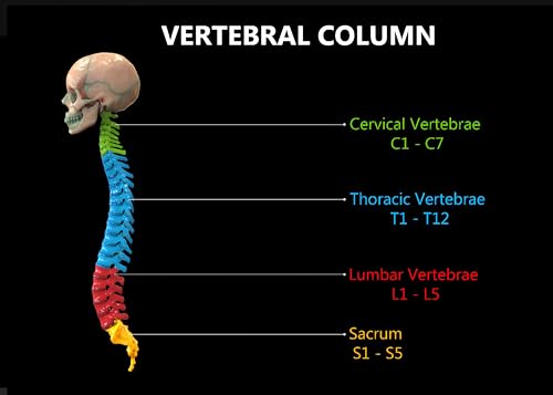 Image of Taanfu Body Educational Learning Anatomy Posters ，Vertebrae Column Art Vertebrae Column Villi Anatomy Art Poster Digestive System Organs Illustration Small Intestine Physiology Anatomy Wall Art Villi