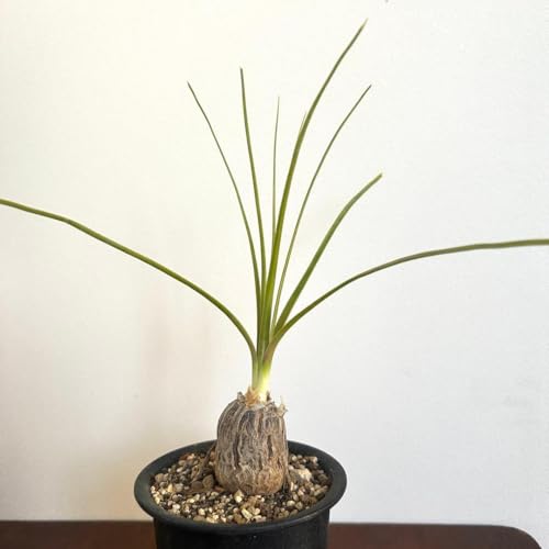 塊根植物 グラキリス」の人気商品一覧 | 安い商品を通販サイトから探す