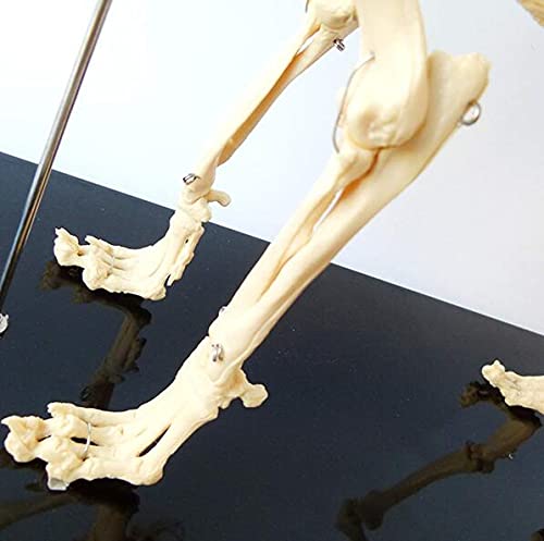 Anatomisches Modell Hund Skelettmuster Modell Anatomie Bildung Modell Von Tieren, Humanbiologie Professor Veterinary Education Demonstration Werkzeug Hund (64Cmx10cmx30cm)
