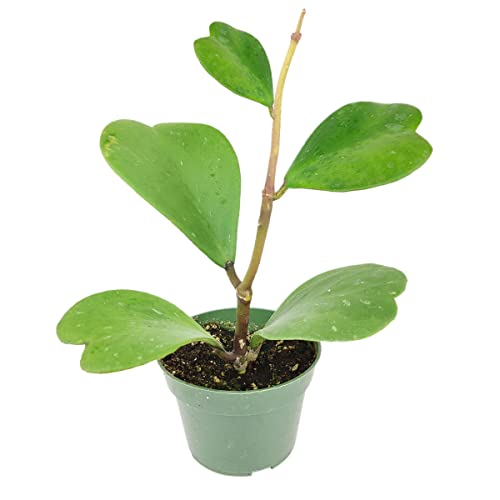 How long do hoya flowers last