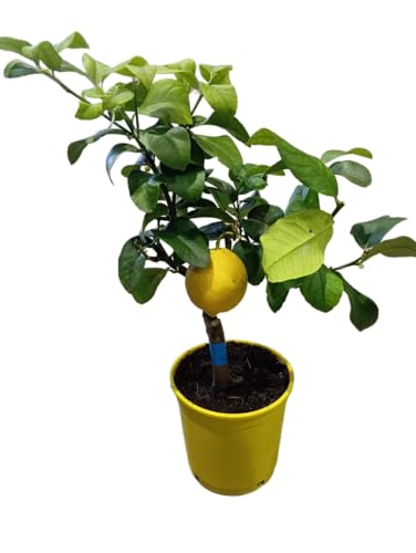 Citrus Limon en Maceta de 17cm Árbol Frutal de 1m con Limones Aromáticos y Jugosos