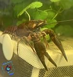 lebende tiere versenden Robuster und friedlicher Teichkrebs ca. 5-8 cm