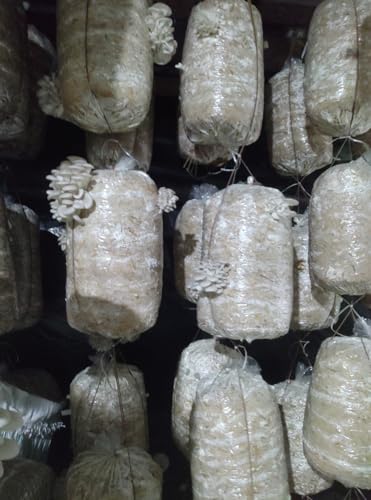 White Oyster Mushroom Spawn - (Pack of 200 Gm), High Yield Oyster Mushroom Seeds | Edible CO2 Variety, White Micelium Spores | Grain Based Seeds for Mushroom Farming