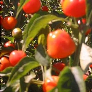 Mexibell Improved Pepper - 10 Seeds - Hot
