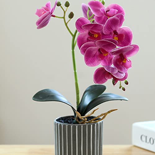 Recopilación y reviews de Orquídea - solo los mejores. 21 Imagen adicional