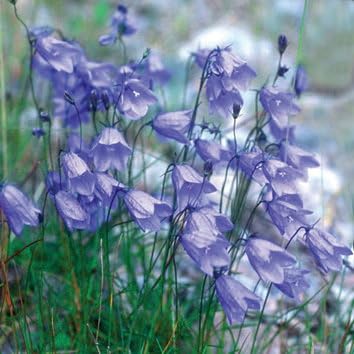 Plant World Seeds - Campanula Rotundifolia Seeds (Alpine Plant Seeds)
