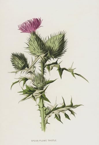 Tableaux Impression Toile Spear Plume Thistle par Frederick Edward Hulme Art Mural 60x90cm