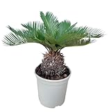 cycas prix tunisie Planta de Exterior. Cycas Revoluta Palmera Natural y de Poco Mantenimiento