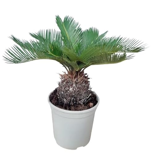 Cycas Revoluta Palmera Natural y de Poco Mantenimiento