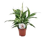 Plant in a Box - Spathiphyllum 'Torelli' - Lirio de la Paz - Maceta 12cm - Altura 30-45cm