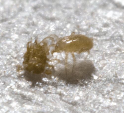 Natures Good Guys - Amblyseius swirskii (10 Sachets with 250 Mites) Natures Good Guys - Amblyseius swirskii (10 Sachets with 250 Mites)