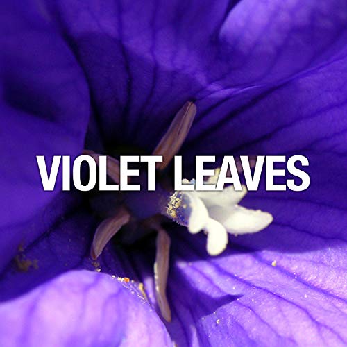 Curve Curve Black Men's Cologne 4 Piece Gift Set, 2.5 Fl. Oz. Eau De Cologne, 4 Count #TOP4