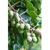 Kiwibessen oogsttrio “rood & groen” (3 planten) – van kiwibessenkweker met soortengarantie!