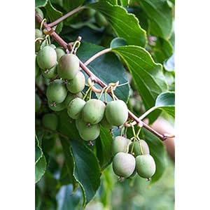 Kiwibessen oogsttrio “rood & groen” (3 planten) – van kiwibessenkweker met soortengarantie!