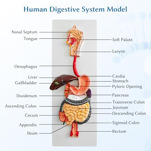 Image of JNMFTD Human Digestive System Anatomy Model,Life Size 2 part Removable Stomach Nasal cavity Pharynx Liver Stomach Rectum Intestine with Product Manual Card Labeled Numbered for Medical Education Study