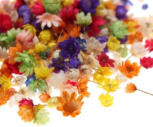 200 piezas flores secas para manualidades DIY miniatura 7