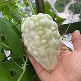 semillas de melón amargo, semillas de melón amargo, semillas orgánicas semillas de calabaza amarga semillas de hortalizas exóticas, cobertura del suelo Semillas de hortalizas 200pcs