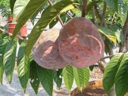 RARE VARIETY CUSTARD APPLE(AATHA-FRUIT) SEED 20 SEEDS FOR GROWING ...