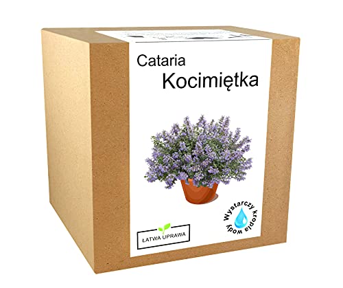Set de cultivo | hierba gata | rizada | Droga para gatos | Nepeta Cataria | Regalo para gatos | Juego completo con semillas | arcilla expandida | Fertilizante | Hidrogel, Maceta Redonda, Instrucciones