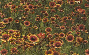 Gaillardia aristata Tokajer 250 Seeds