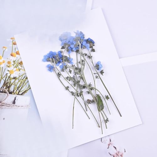 20 Piezas de Tallos Prensados de Flores Secas Naturales