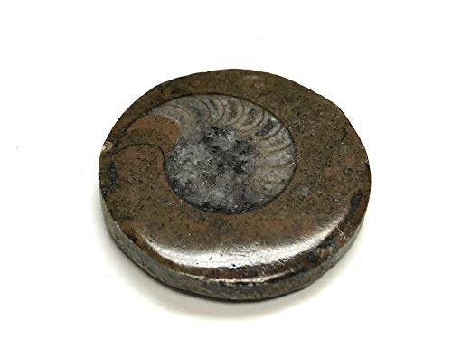Image of Ammonite Button Fossil 1.5 inch with Velvet Bag