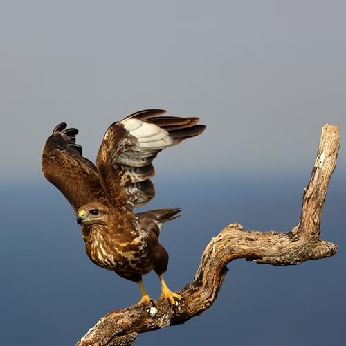 Canon EOS R7 (Boîtier) - Appareil Photo Hybride - Capteur APS-C 32,5 MP, Autofocus CMOS Dual Pixel II - Appareil Photo Numérique 4K 60p, Prise de Vue en Continu Jusqu’à 15 ips - Bluetooth, Wi-Fi, WLAN