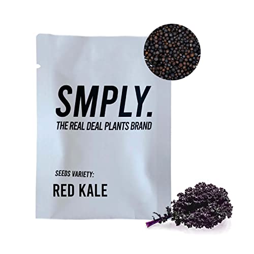 SMPLY. - Semillas de Kale Rojo (Red Russian) - Válidas para Cultivo en Exterior e Interior - Ideales para Huertos Urbanos, Huertas, Terrazas o Jardines - Hortaliza Fácil de Cultivar Cover