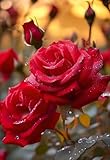 100PCS Red Rose Seeds Rosa Rose Flower Romantic Seeds Heirloom