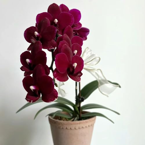 orquídea phalaenopsis - de silvestres exóticas semillas de orquídea Decoraciones otoñales un jardín resistente primavera, resistentes en 750semillas