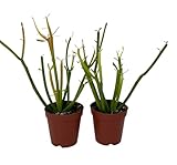 Firesticks Pencil Cactus - Euphorbia - 2 Pack 2' pots - Hard to Kill