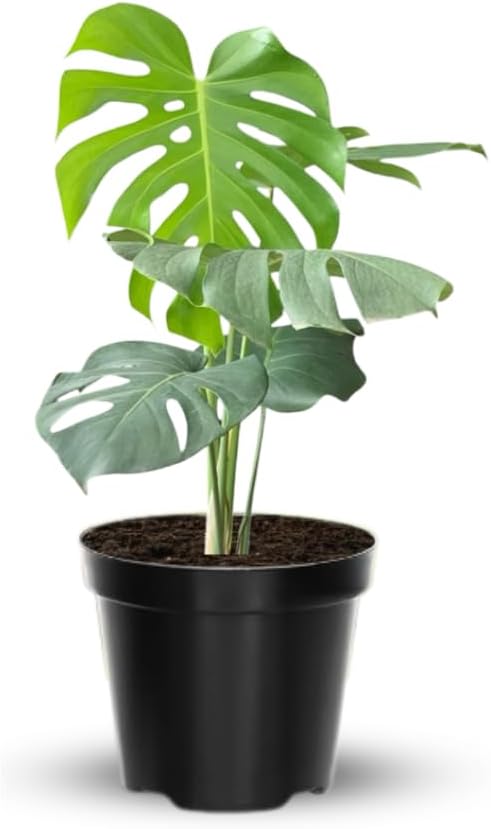 Philodendron Plant Live, Rare Tropical Variegated Live Indoor Houseplant, Starter Plants No Pot, 5-9" in Tall (Monstera Deliciosa)