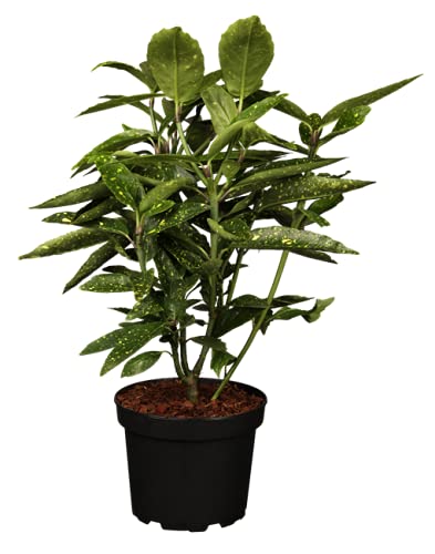 Aucuba japonica 'Variegata' 4060 cm  Immergrn, Winterhart, Pflegeleicht   Japanische Aucuba  Zierstrauch fr Garten & Kbel : Amazon.de: Garten