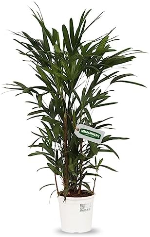 Muda de Palmeira Ráfia - Raphis Ideal Para Apartamentos