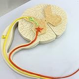 LBYLYH Modelo Reflejo Arco Neural, el Modelo científico de la anatomía Humana - Conducción Modelo de reflexión SNC Reflejo de la conducción nerviosa