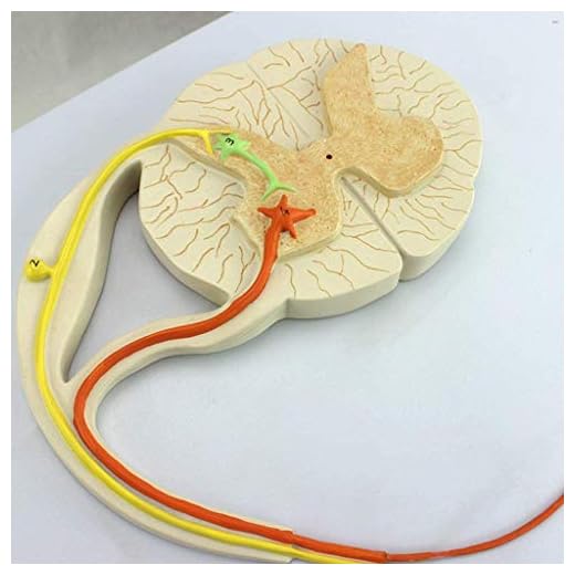 LBYLYH Modelo Reflejo Arco Neural, el Modelo científico de la anatomía Humana - Conducción Modelo de reflexión SNC Reflejo de la conducción nerviosa