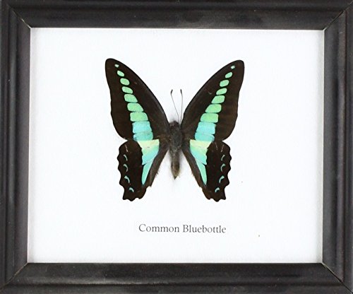 Insectfarm Framed Real Common Bluebottle Butterfly Collection Display Insect Taxidermy