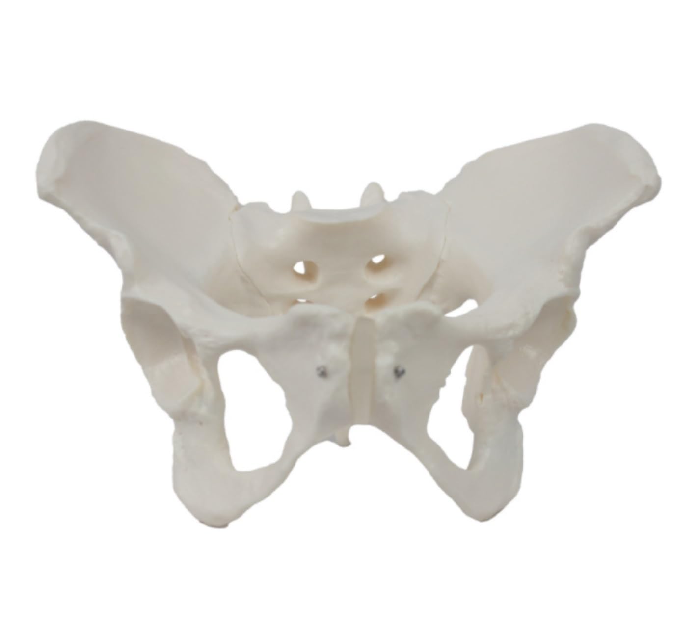 Anatomía De La Educación Modelo De Cuerpo Humano, Anatomía Pélvica Femenina, Modelos Anatómicos, Entrenamiento Cadera Muñeca de Anatomía