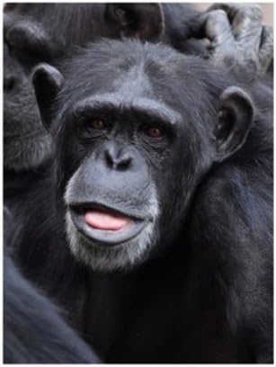 Amazon 変な顔のサル ファインアート プリント 32 X 25 40 Cm アートフレーム ポスター オンライン通販