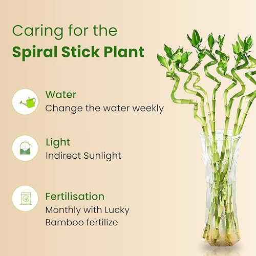 Image of Amulya Farms Lucky Bamboo Plants for Home Decoration | Bamboo Plant 70cms Set of 3 Sticks | Live Indoor Plants For Home | Indoor Feng Shui & Vastu Plants for Prosperity
