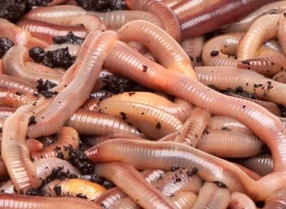 Generic Big Canadian Nightcrawlers for Fishing by US Worm Supply Live delivery Guaranteed by Worlds Largest Supplier of Live Bait., neutral
