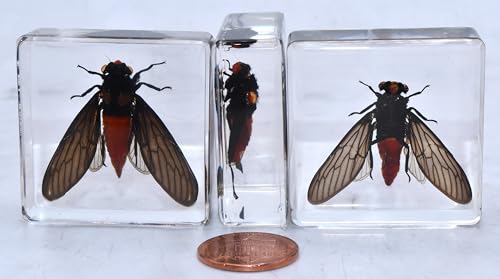 Image of 38mm Real Red Cicada in Crystal Lucite Resin Specimen Preserved Hueschy Incarnata Insect Taxidermy Collection for Biology Science Education & Desk Ornament Display Supplies