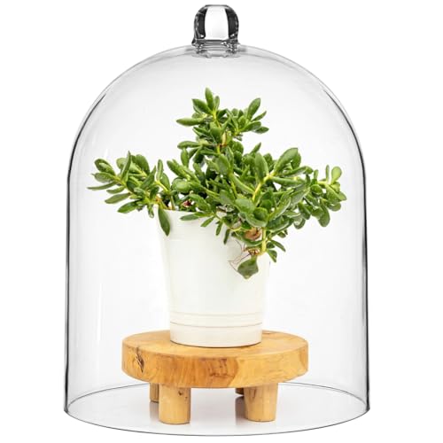 Transparent Acrylic Cloche Display Dome