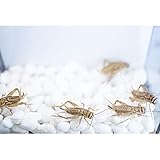 嗜好性抜群 カナヘビにはフタホシコオロギ ヨーロッパイエコオロギも 食べないときの対策は カナヘビ飼育のためのカナパパブログ 嗜好性抜群 カナヘビにはフタホシコオロギ ヨーロッパイエコオロギも 食べないときの対策は カナヘビ飼育のためのカナパパブログ