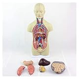 ZAPION Modèles de Torse et de Squelette Anatomique, modèle de Corps de Torse Humain Anatomie détachable 12 pièces Matériau en PVC Organes internes médicaux anatomiques pour l'e